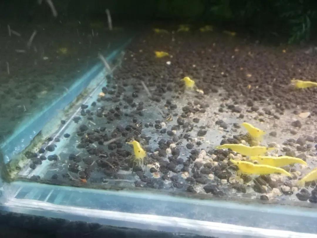 羡慕蚯蚓一分为二的特技？我涡虫可以一分为二百七十九