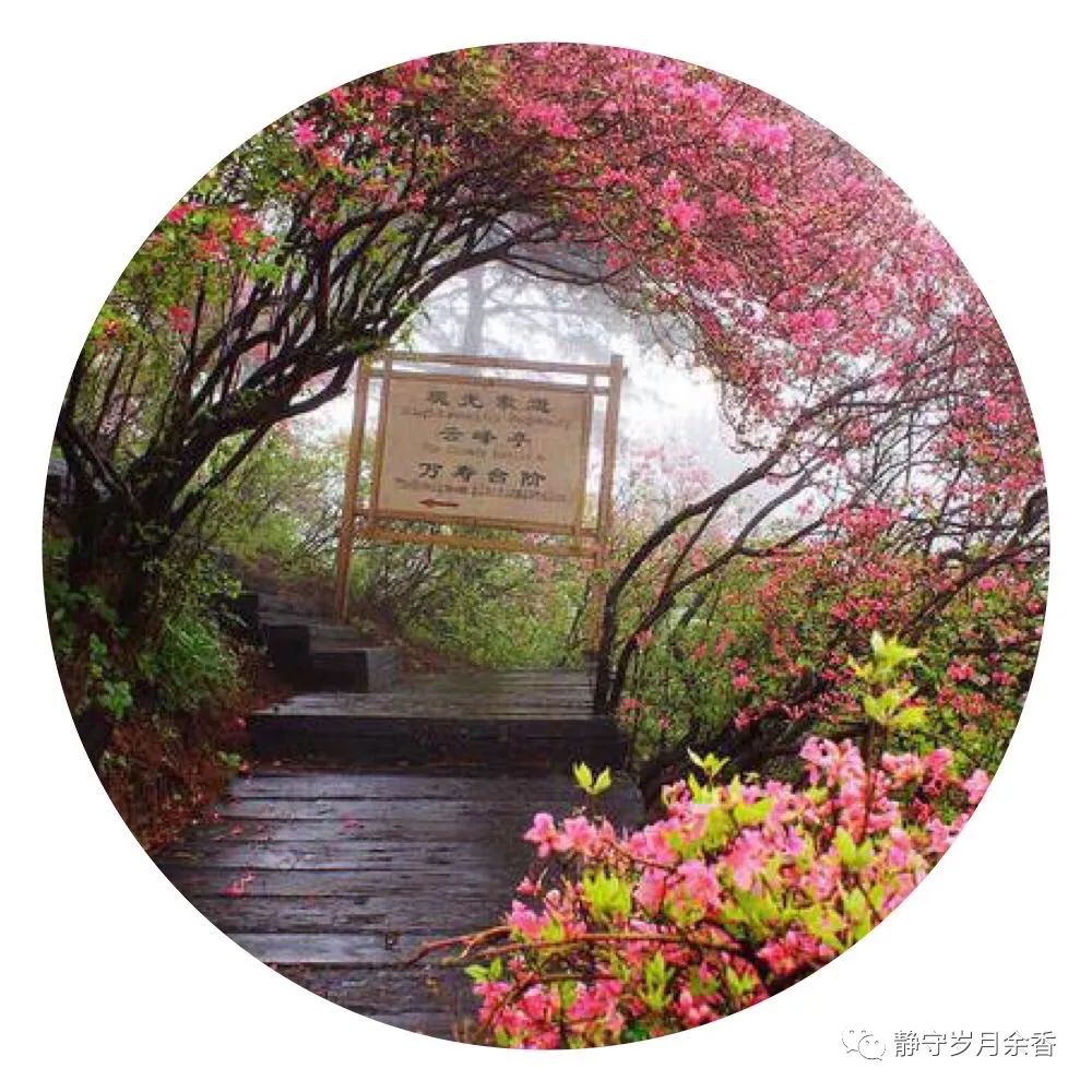 情满龟峰·诗涌花海