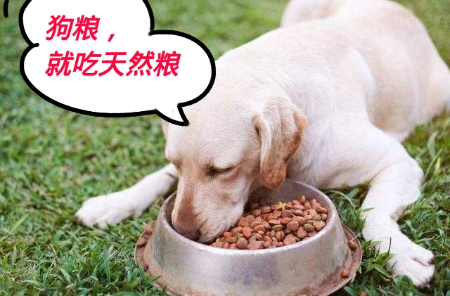 狗狗上火拉不出便便怎么办,狗狗上火眼睛红最快解决方法