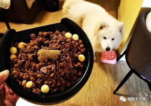狗狗发情期应该照顾小窍门，快来看看吧