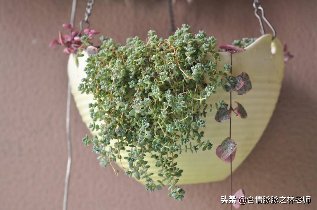 室内三种最旺家庭养植物,家居绿植哪些不适宜养