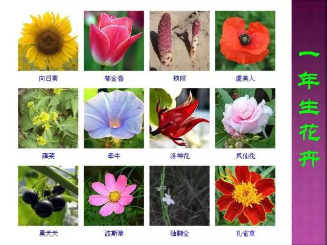 花卉大全500种观叶植物名称,1332种常见花卉植物图谱