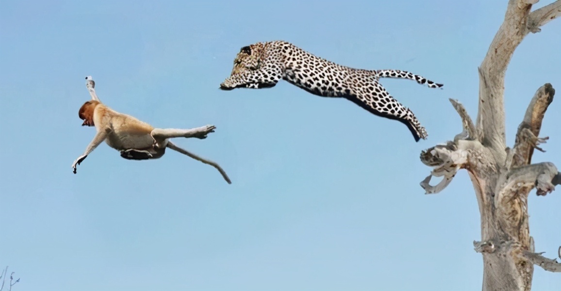 动物猎食的精彩瞬间,镜头拍到的奇特生物