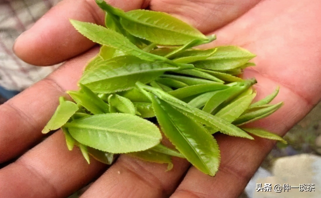 普洱茶膏饮法,普洱茶膏熟普