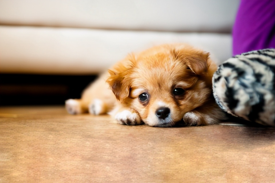 如果你家狗经常“呜呜叫”，一旦发现，就要关注了