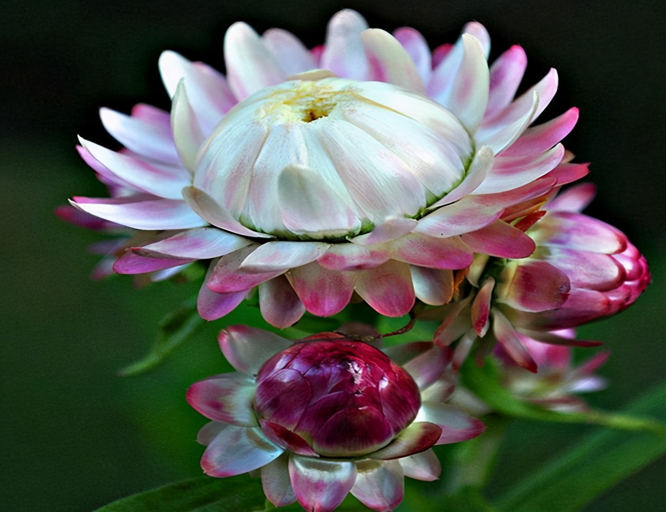 被名字耽误的8种花材,被名字耽误的花