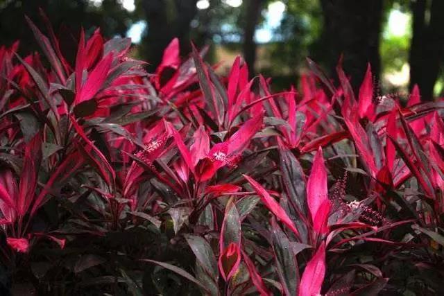 一根枝条就能活的绿植,一根枝条插上就能活的花