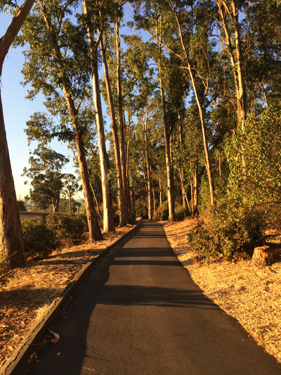 美国旧金山市规划,美国旧金山公园