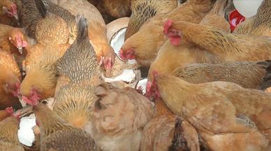 椰子鸡6个人一只鸡够吗,三个椰子原生态椰子鸡188套餐