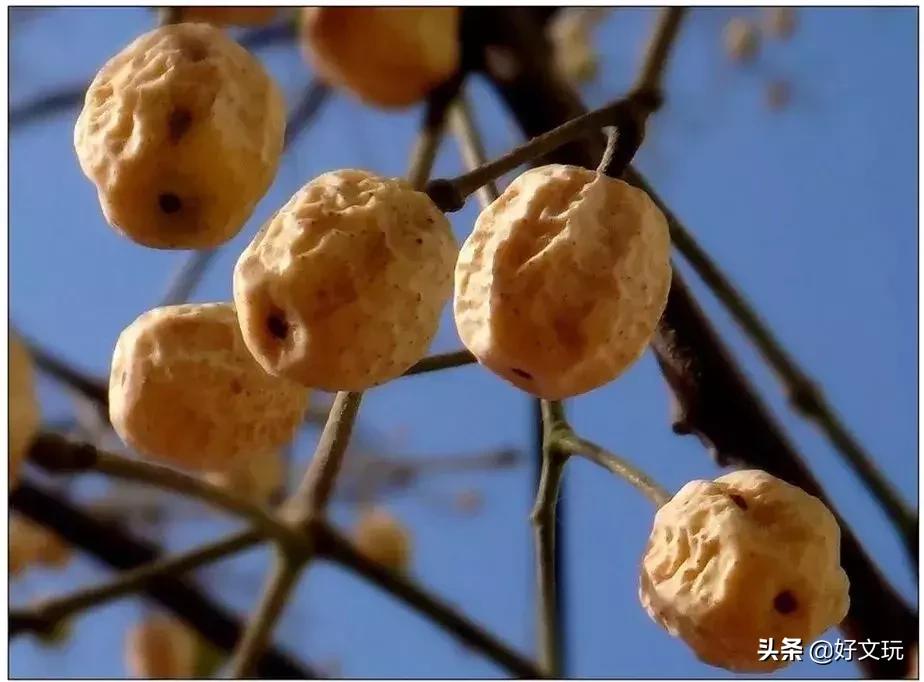 受欢迎的10大文玩手串,十大最顶级的文玩手串图片