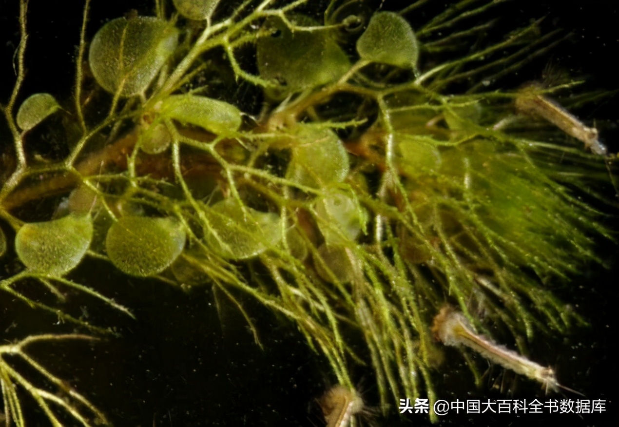 没有大脑和眼睛的捕蝇草怎么知道该什么时候关闭它的夹子