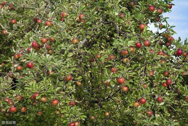 苹果病虫害防治方法,苹果的病虫害防治的参考文献