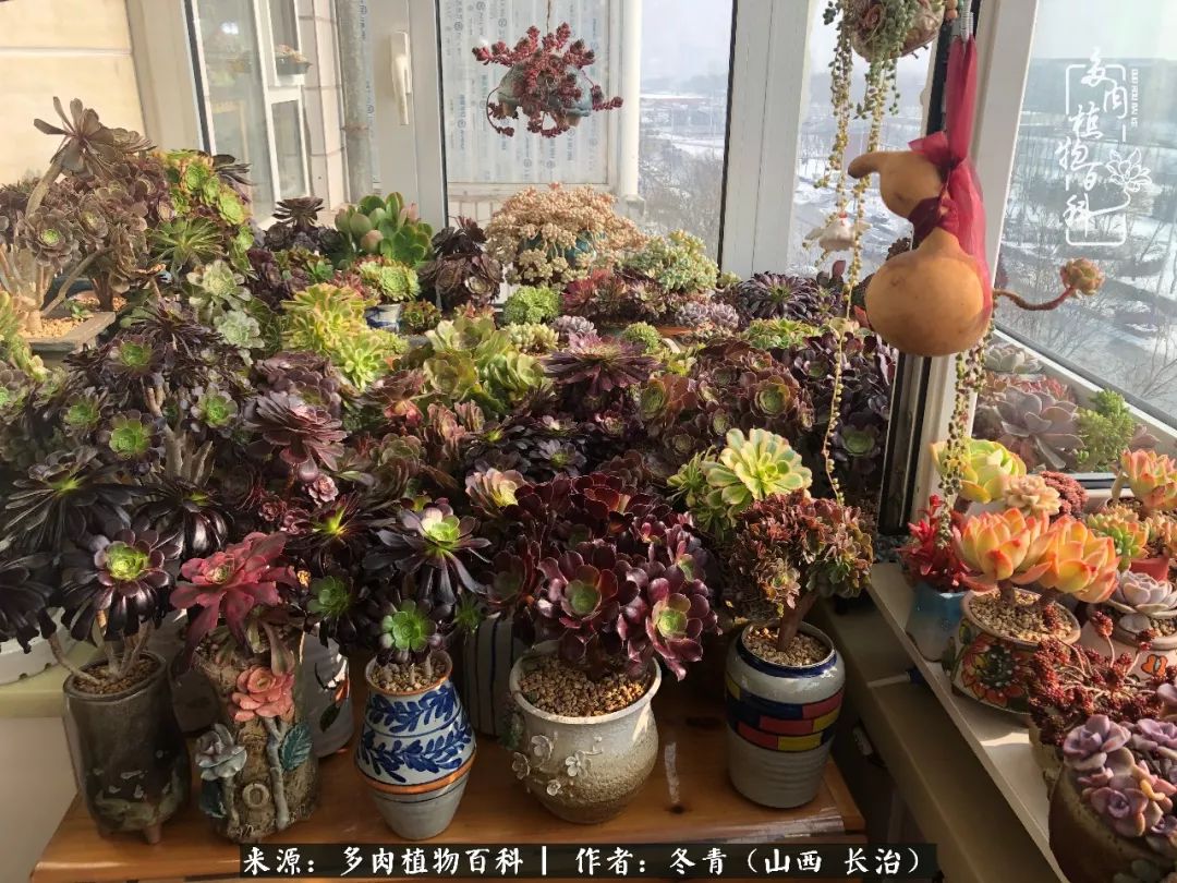 新手养多肉知道这4点打好基础,阳台上养多肉的正确方法