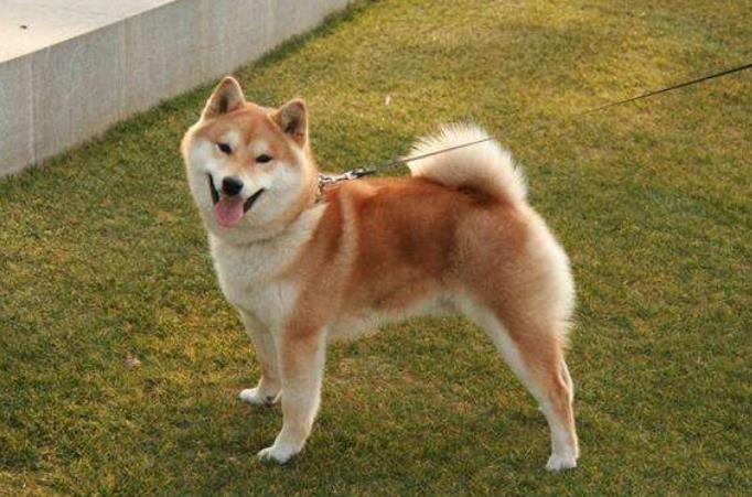 买狗为什么要选择有门店的,宠物店买狗需要关注什么