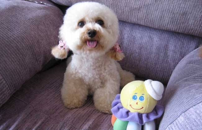 养宠小知识泰迪泪痕跟饮食有关吗,养犬冷知识第四季