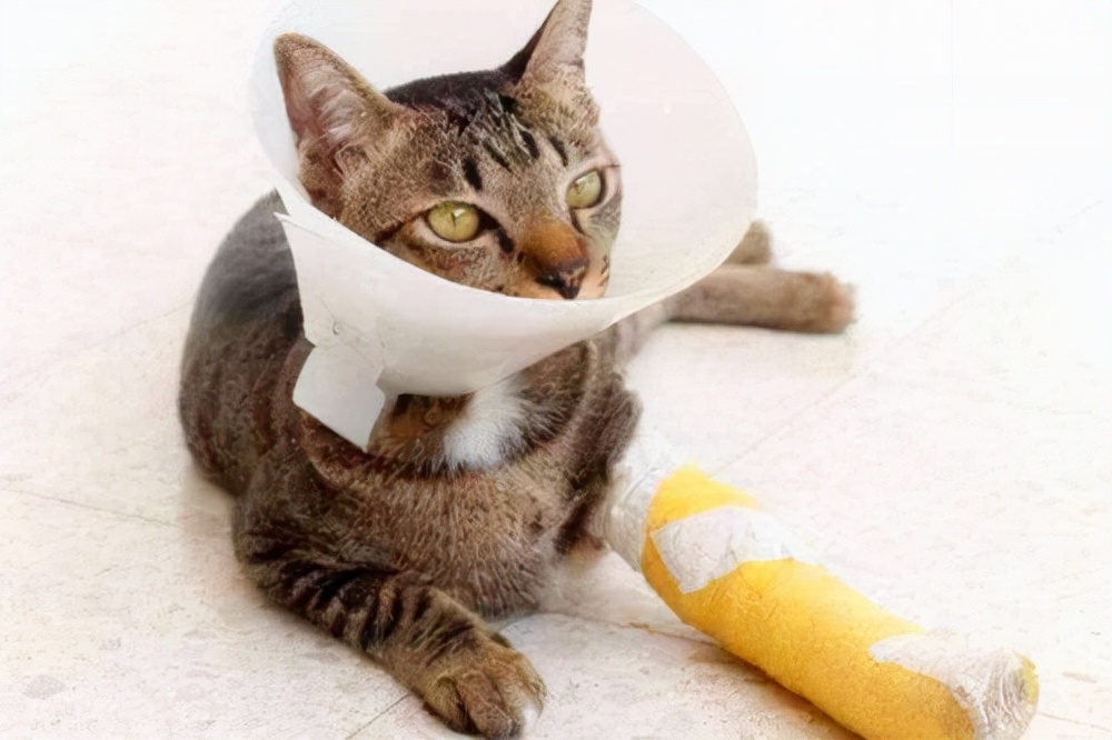 猫咪日记：猫咪伤口化脓了怎么处理