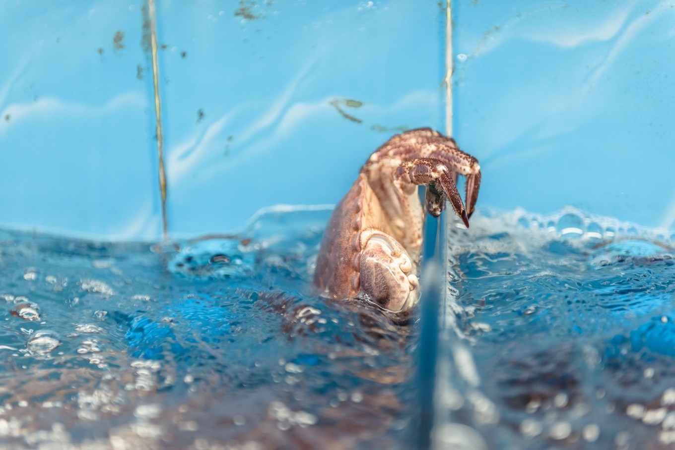 你来三亚一趟，不长个3、5斤肉，对不起自己【附：热门餐厅点菜