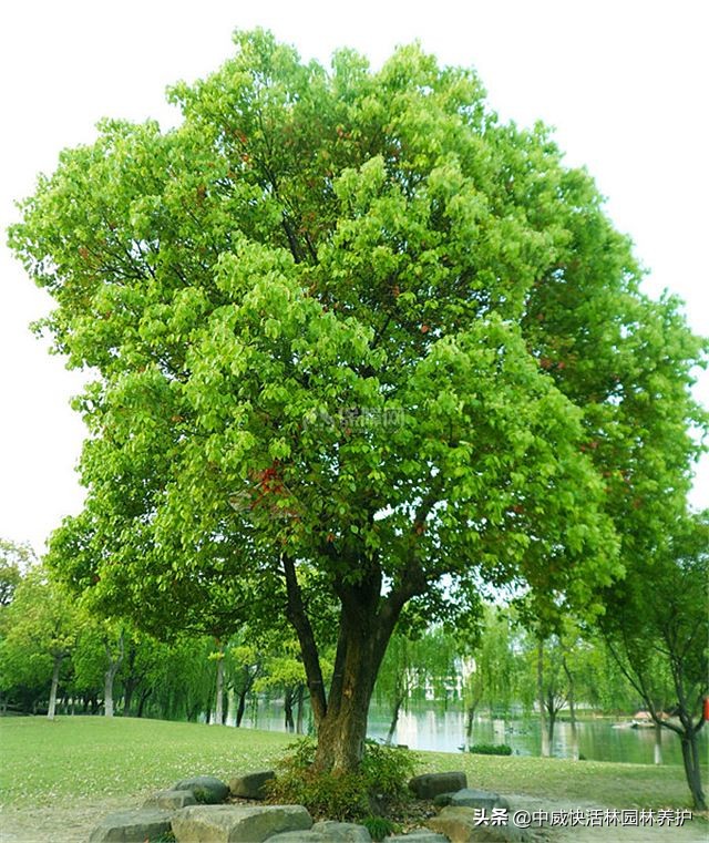 9月份种植香樟树应该怎样保养,香樟树离屋子多少米可以种植