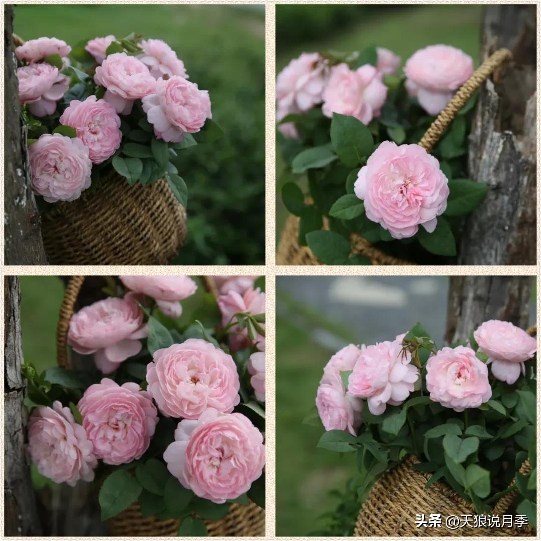 又一个十年,国产自育品种