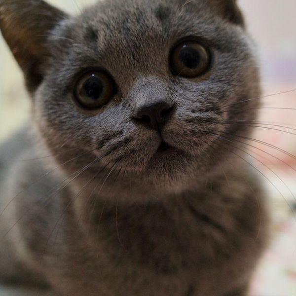 猫咪脱毛会不会长癣,猫咪长癣