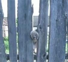 猫能被东西卡住动不了吗,猫好像被什么东西卡住一样