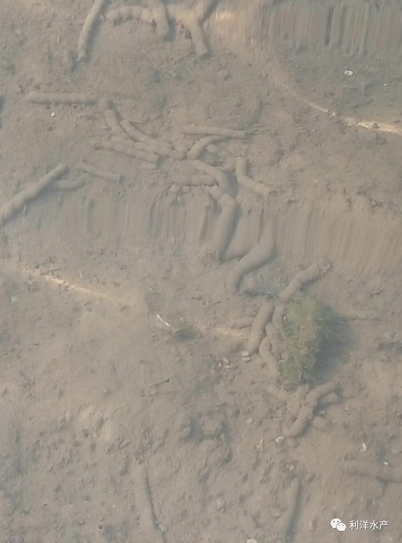 海参真好吃吗,海参吃啥的