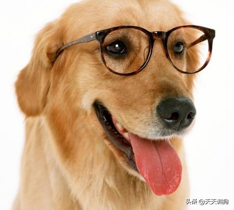 狗狗总是呕吐白色粘液怎么办,狗狗呕吐怎么办不吃食物没精神