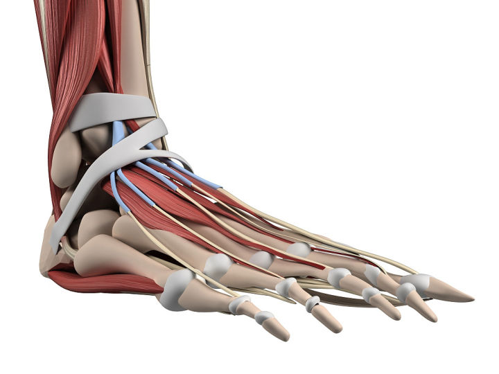 练习人体结构画法,人体腿结构画法