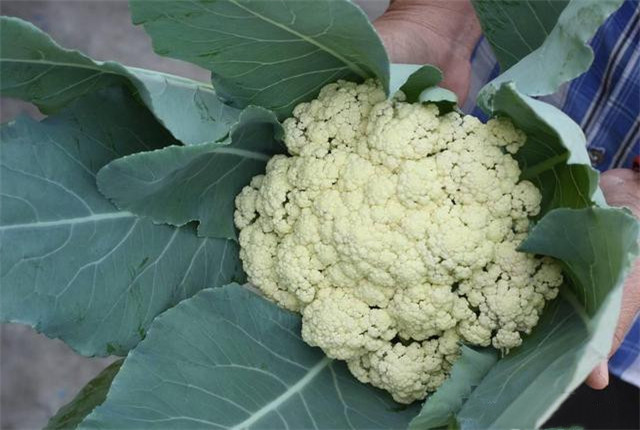 花椰菜种植技术大全,花椰菜种植时间和关注事项