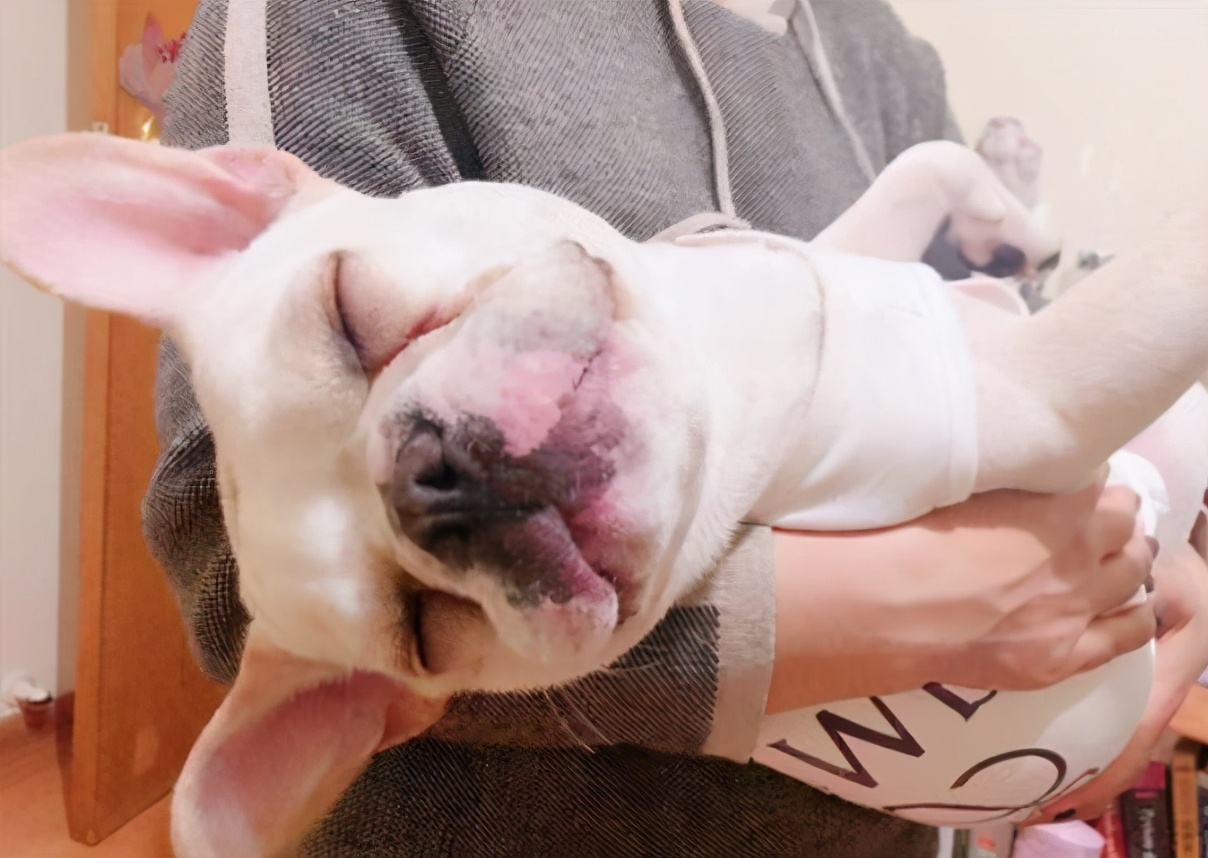 法国斗牛犬有多弱,法国斗牛犬关注事项