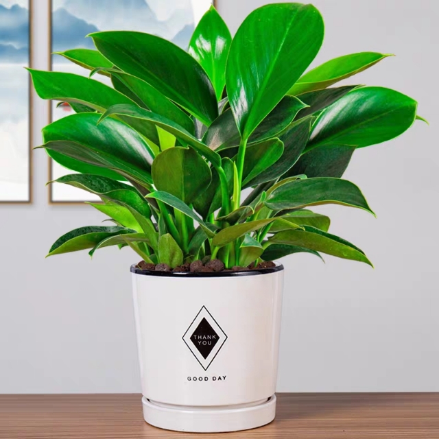 大叶金钻如何养护,金钻的保养方法