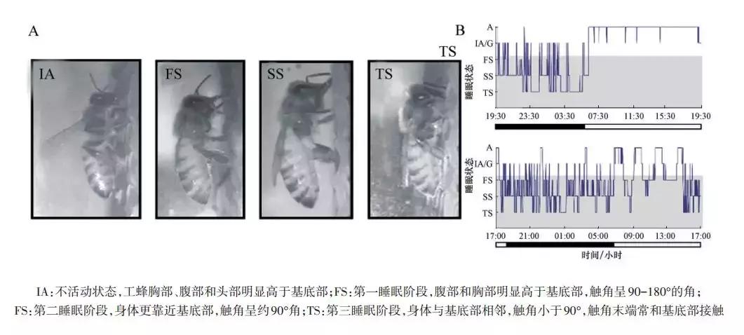 蜜蜂科学研究,蜜蜂的社会性与生物节律