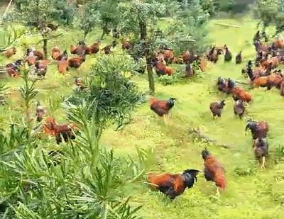 佛山古屋私房菜,佛山南庄鸡煲美食推荐团购套餐