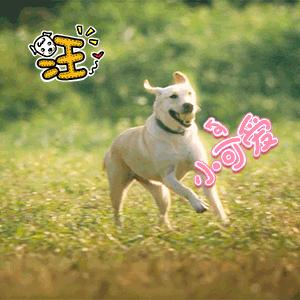 狗狗细小大便颜色及症状,狗狗被细小感染多久出现症状