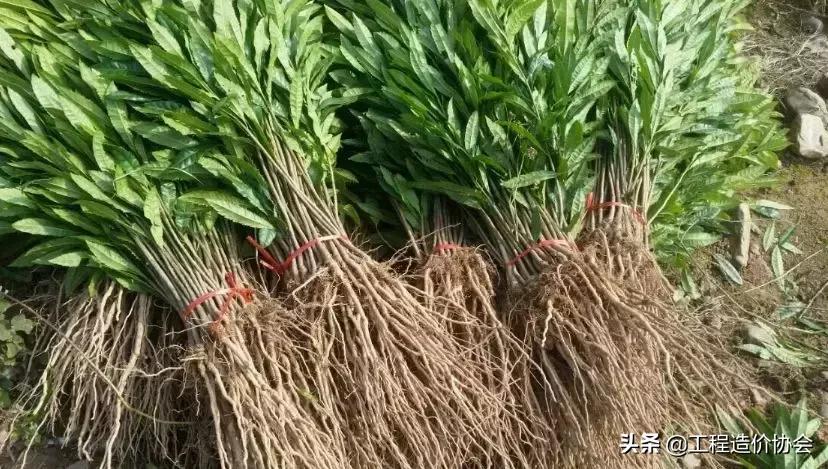 苗木市场价与工程价差多少,苗木报价一般是采购价的几倍