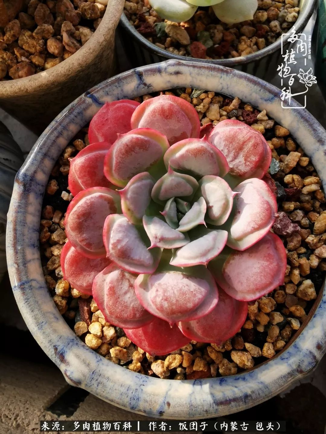 干旱地区怎么养多肉,半湿养多肉