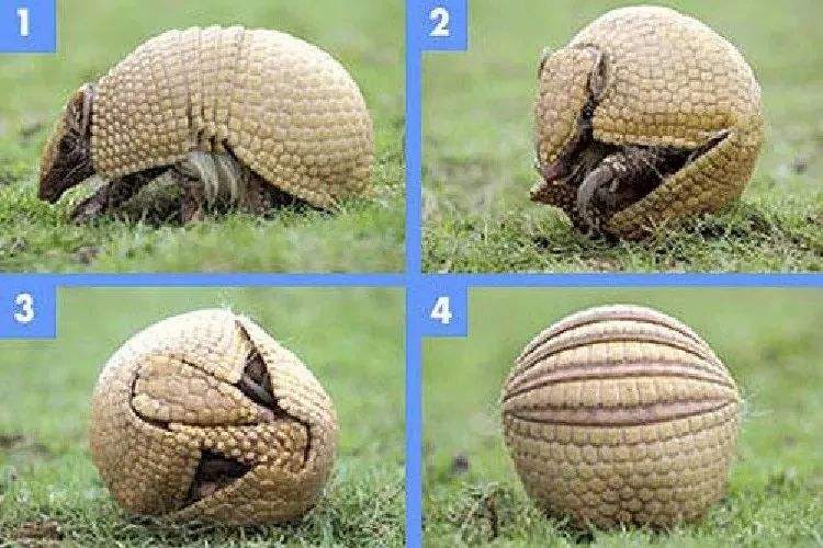 刀枪不入还能反射*弹子**，拥有最硬的外壳却是濒危动物，怎么回事？