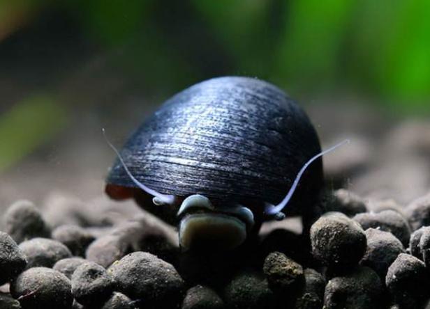 鱼缸放观赏螺好不好,鱼缸观赏螺推荐