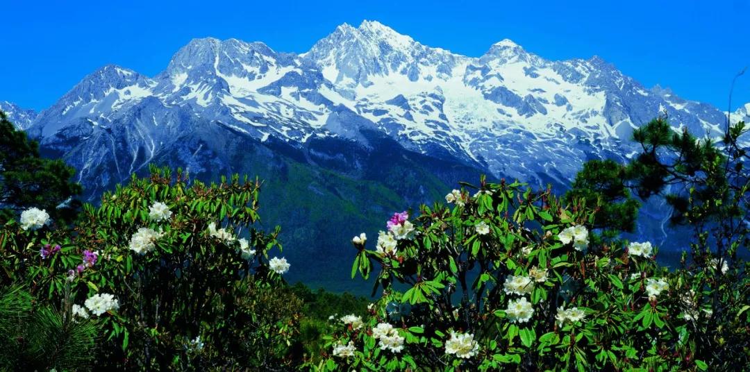 立春已过，宅着不如云赏花