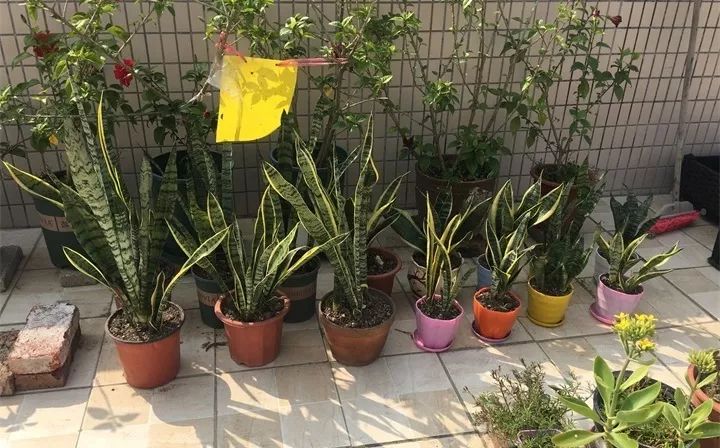 便宜又好种的小苗,便宜苗子