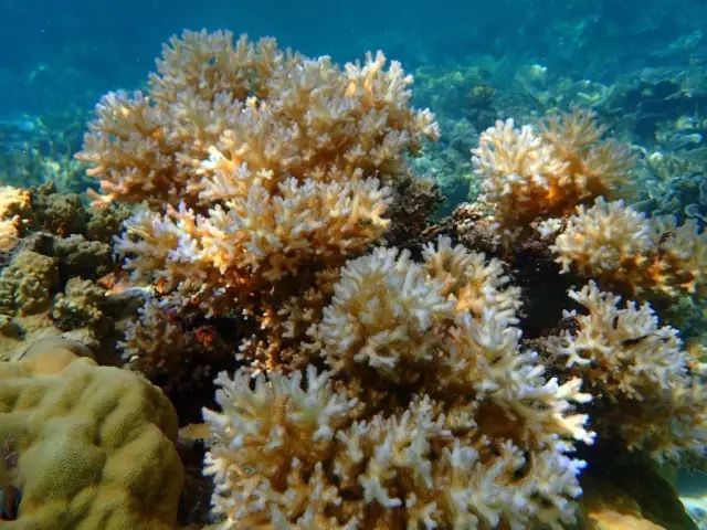 帕劳金色水母,帕劳水母旅行