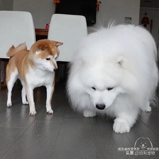 柯基和萨摩哪个可爱,萨摩耶和柯基哪个体型大