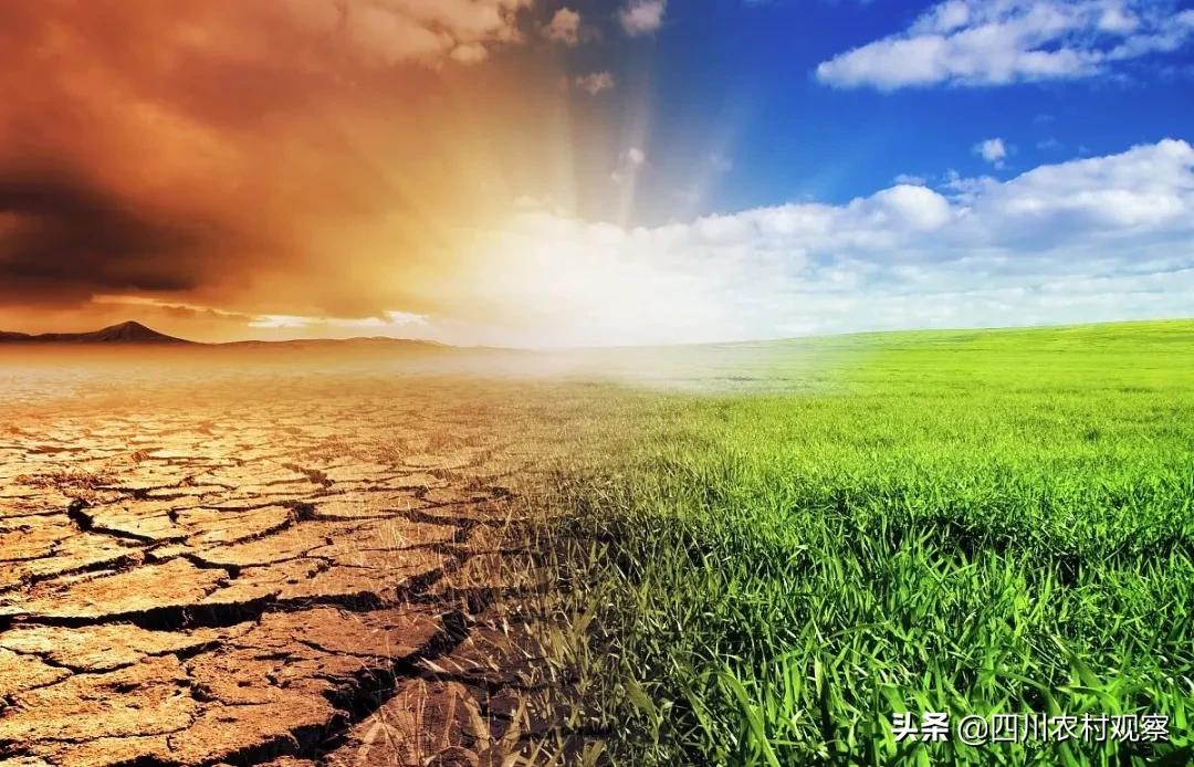 今年天气干旱李子长势怎样,李子开花低温多少度会出现冻害