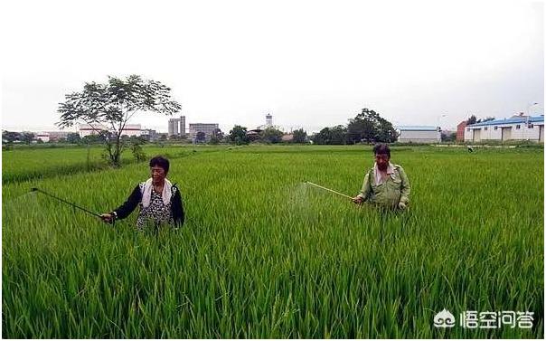 水稻抽穗后要关注这2种病，防止出现黑粒和白穗，防治时期最关键