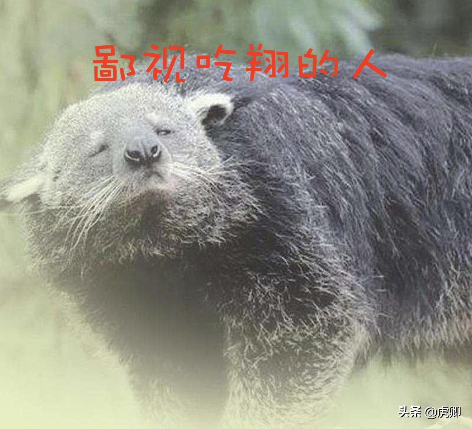 熊灵猫为何濒危？便便制成的咖啡售价500元一杯，受欧美绅士追捧