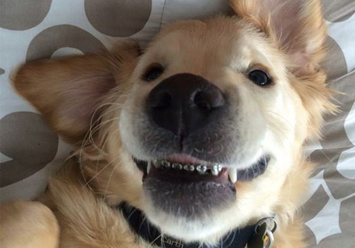 狗狗蛀牙看似轻微却暗藏隐患！鼻窦炎、脑膜炎等问题不容小视