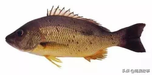 潮汕海鲜大全带图片,十大最好海鲜鱼