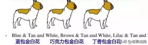蓝法斗长大后毛色变化,国际认可纯种法斗毛色