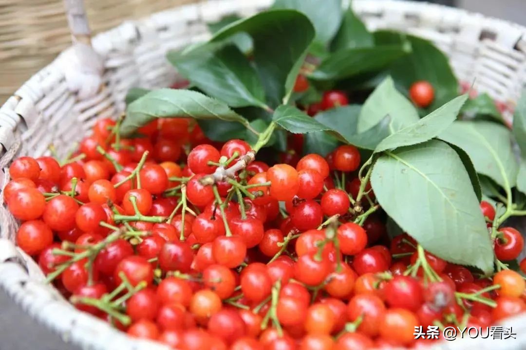 成都市恩桃儿,恩桃成都