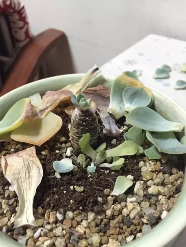 玉蝶直接种地里，个个漂亮长势好！玉蝶度夏这样做，没毛病